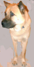 Berry the akita-chow mix in artful mode