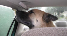 Berry the akita-chow mix in a car looking miserable