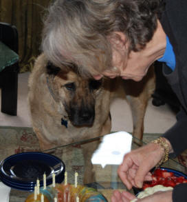 Berry the akita wanting cake on Steve's birthday