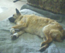 Berry the akita resting at home on his futon after surgery
