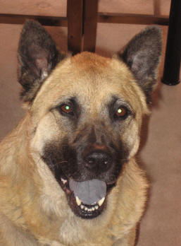 Berry, the akita-chow mix and the mascot of this site