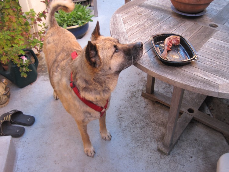 Berry the Akita looking at the bone from the leftover steak