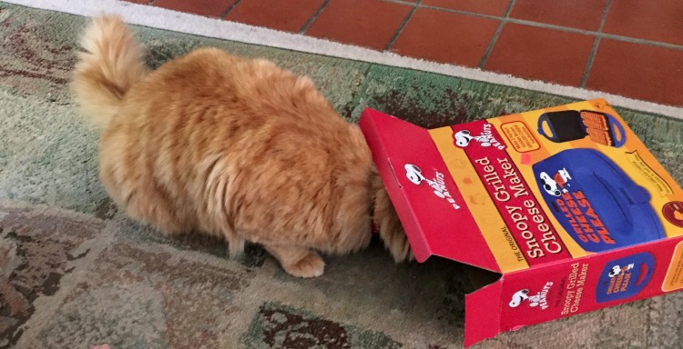 My cat, Puff, trying to get into the box the grilled cheese maker came in